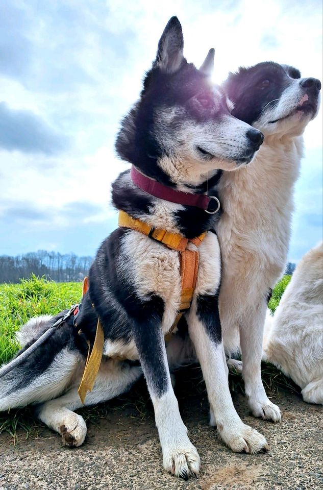 DOLCE Sibirian Husky Notfall Pflegestelle Hündin Tierschutz Hund in Neuberg