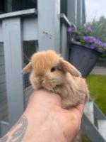 Mini Lop, NHD, Zwergwidder Niedersachsen - Edewecht Vorschau