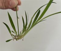 Grünlilie Ableger Zimmerpflanze Nordrhein-Westfalen - Langerwehe Vorschau
