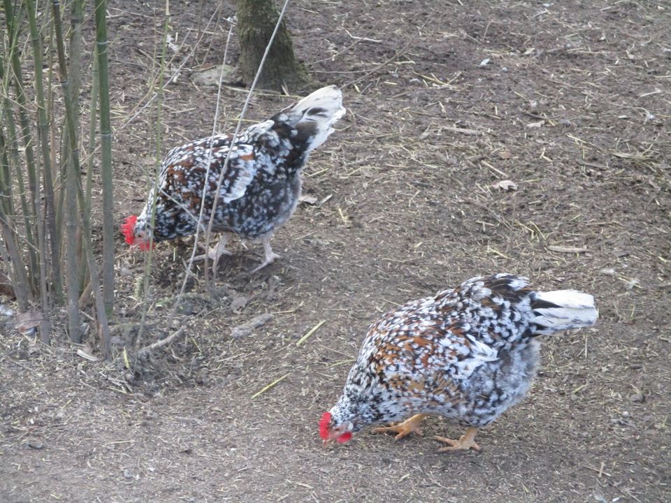 BRUTEIER,Schwedische Blumenhühner in Osterburken