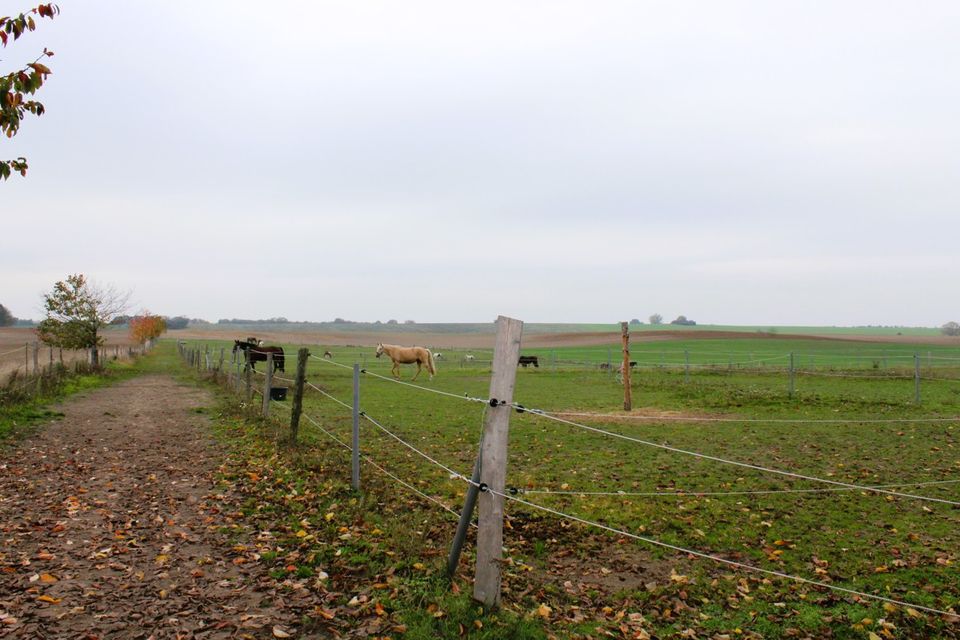 großzügiger Pferdehof mit Reithalle, Reitplatz und 29 Boxen in Hohenmocker