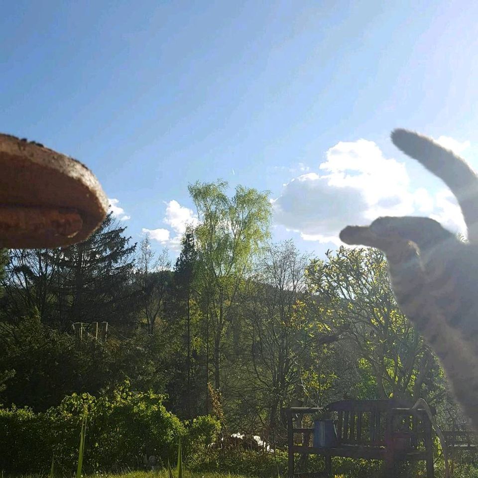 Ländliches Ferienzimmer in Sonnenlage mit Garten, Tippi, Waldrand in Kronach