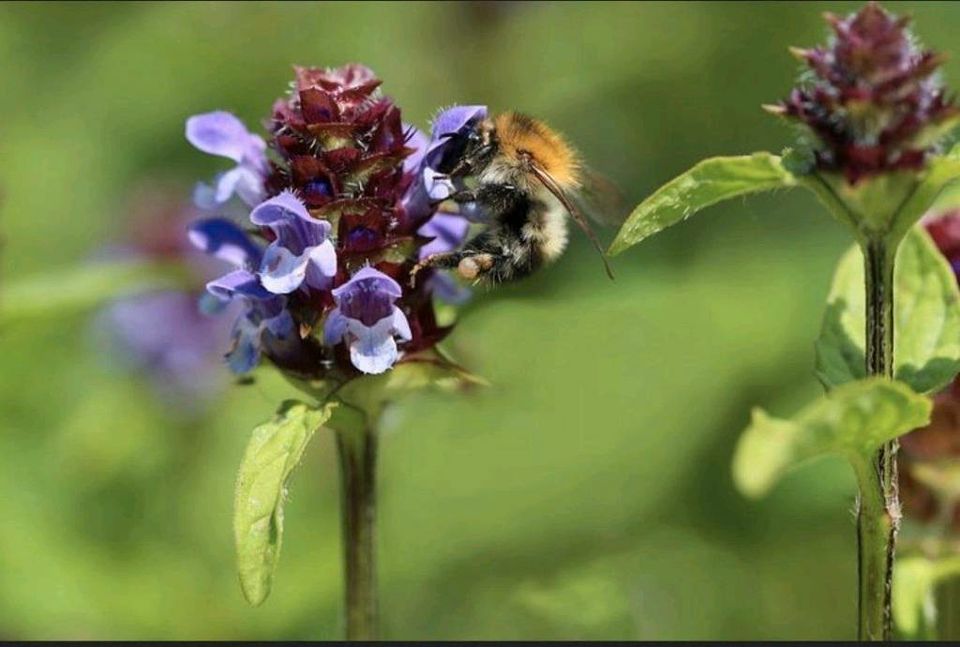 Kleine Braunelle-Samen, besonders insektenfreundlich in Mömbris