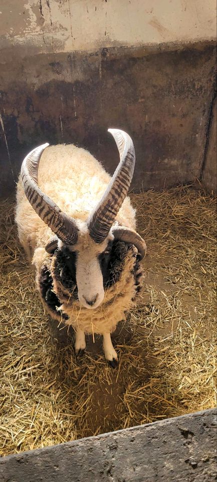 Jakobschaf Bock Vierhornschaf in Meerbeck