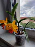 Orchidee (Ableger durch Teilung) in Blüte orange Sachsen - Löbau Vorschau