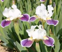 Pflanze Blume Iris Schwertlilie mini Sachsen - Hartha Vorschau
