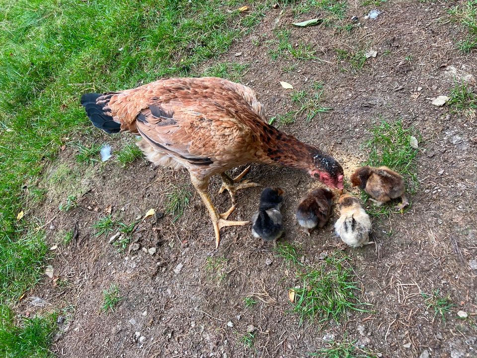 Junge Henne Hahn schöne Naturbrut Hühner sehr gute Glucke in Siegen