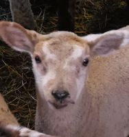 Schafscherer , tierfreundliches Schafe scheren Niedersachsen - Filsum Vorschau