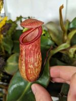 Nepenthes ventricosa x pitopangii Sachsen-Anhalt - Goldbeck Vorschau