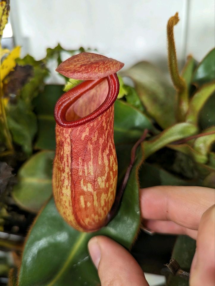 Nepenthes ventricosa x pitopangii in Goldbeck