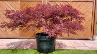 Bonsai Großer Roter Fächerahorn Niedersachsen - Leer (Ostfriesland) Vorschau