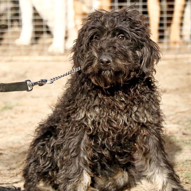 Bogyó, verspielter Puli-Mix, ca. 1 Jahr, ca. 35cm *Tierschutz* in Vaterstetten