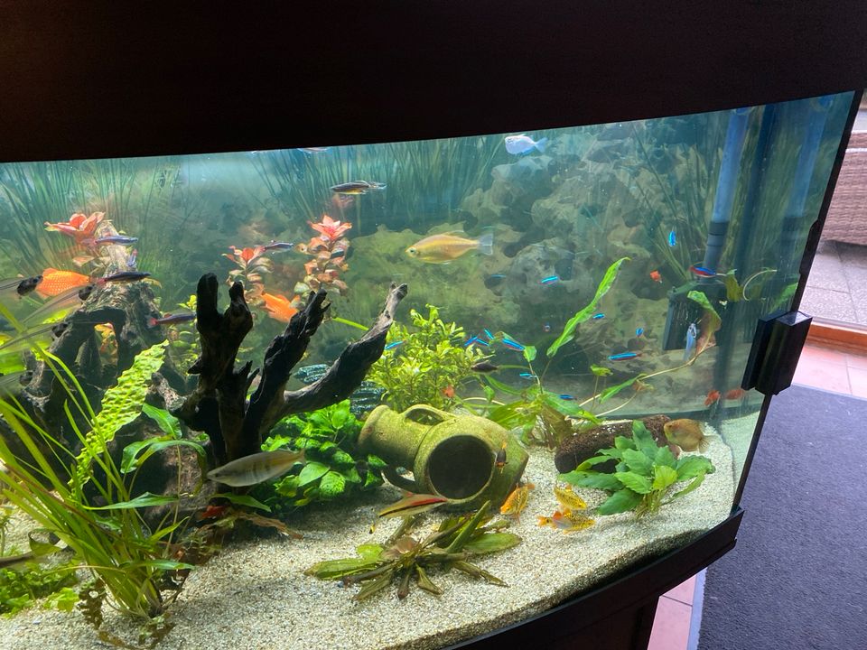 Aquarium 450 Liter in Viechtach
