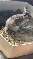 Zwegkaninchen Kaninchen Hase Widder Hessen - Taunusstein Vorschau