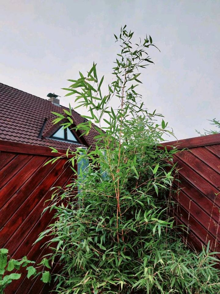 Goldener Bambus Riesige Pflanze in Ganderkesee