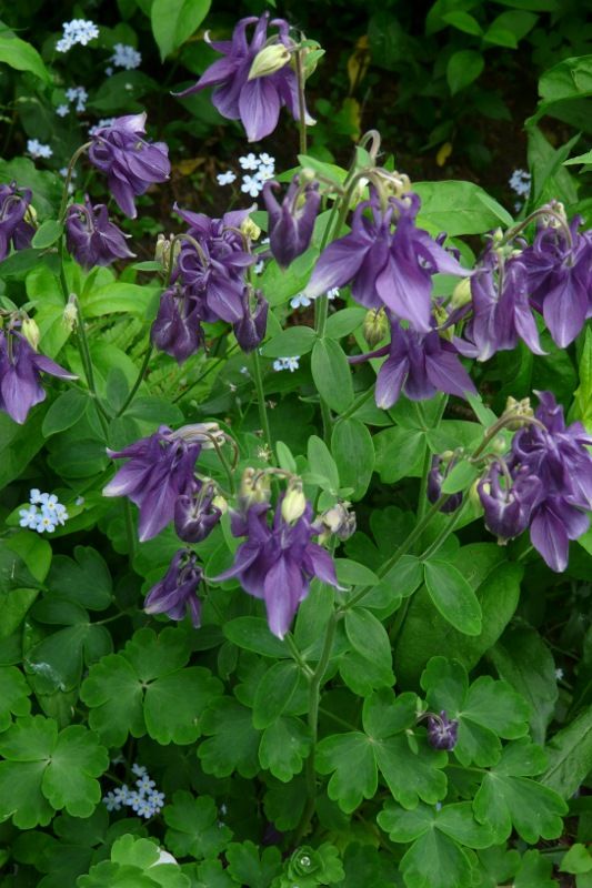 Akelei, Blumenstauden, Stauden, Blühstauden in Eggebek