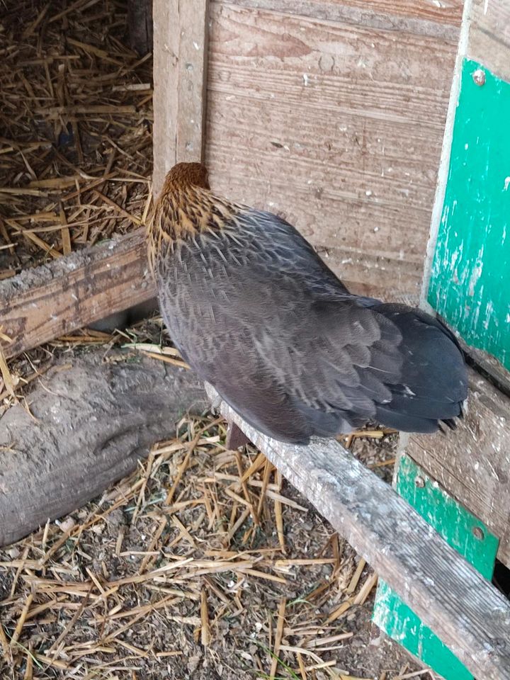 Zwerg Holländer in Bienenbüttel