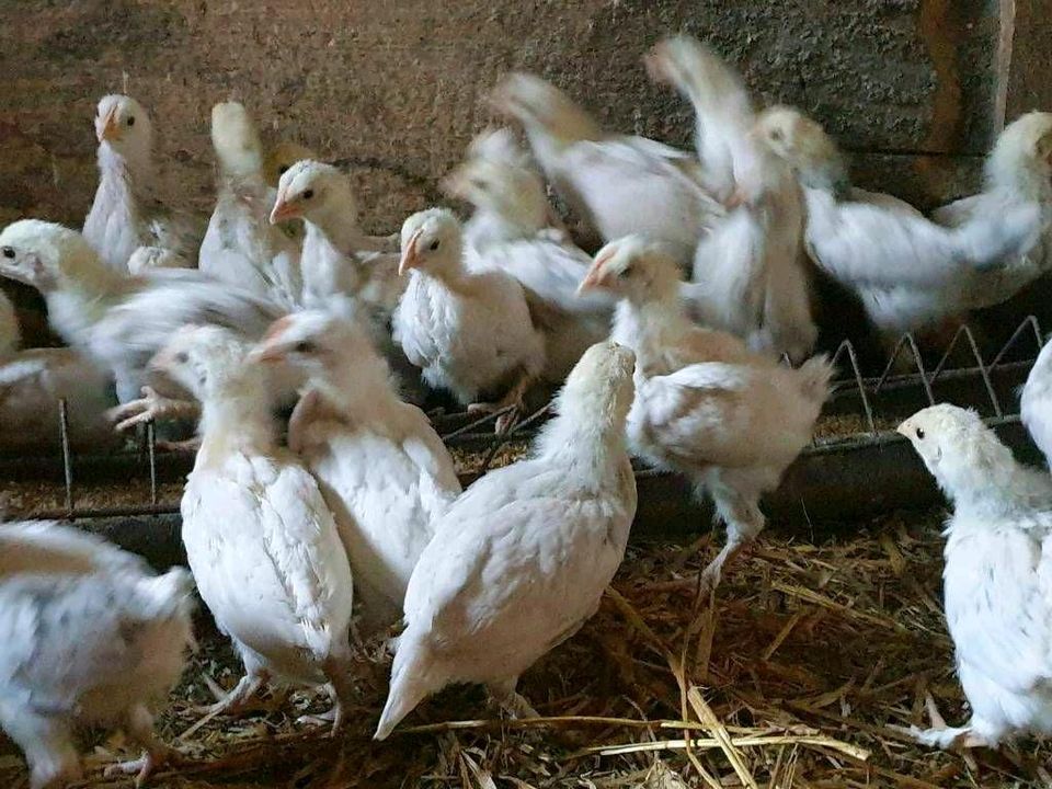 Hühner, Sundheimer, Küken, Hennen, Junghennen, 8 Wochen alt in Mendig