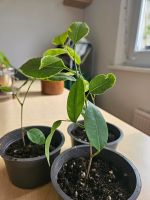 Ficus banjamina mini Pflanze 'kinky' Berlin - Marzahn Vorschau