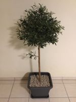 Olivenbaum / Kunstpflanze Bayern - Pressig Vorschau