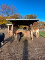 Offenstallplatz frei für Pony/Shetty, Rehe-geeignet Niedersachsen - Amelinghausen Vorschau