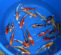 Neue Japankoi Mix 24 bis 27 cm jetzt bei Oldenburg - Koi Niedersachsen - Edewecht Vorschau