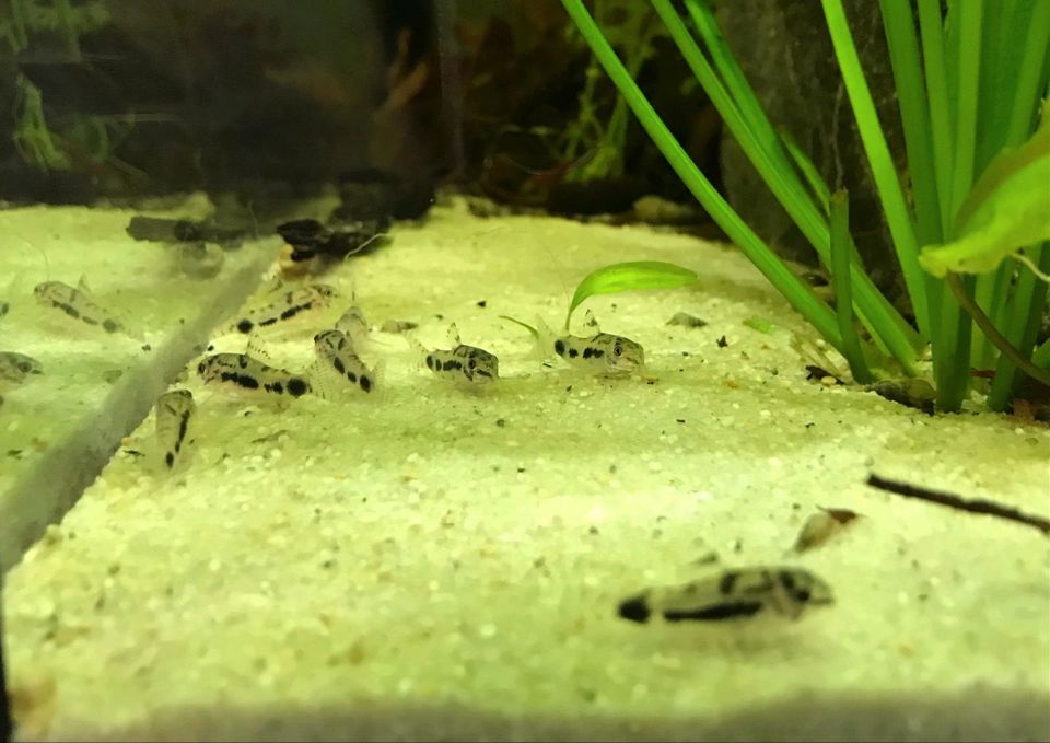 Corydoras habrosus in Wolbeck