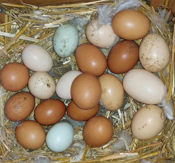 Glückliche Eier von frischen Hühnern Ostern Überraschung in Löwenberger Land-Grüneberg