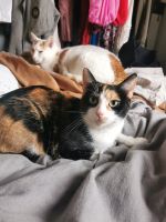 Drei wunderbare Katzen abzugeben Nordrhein-Westfalen - Baesweiler Vorschau