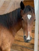 süße Connemara/Reitpony Stute zu verkaufen Rheinland-Pfalz - Frankenthal (Pfalz) Vorschau