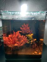 Aquarium Nano Cube 30l  inkl. Deko, bereits eingefahren Münster (Westfalen) - Geist Vorschau