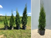 Lebensbaum Thuja occidentalis 'Smaragd' 100-120 cm | Bayernhecke` Baden-Württemberg - Ingoldingen Vorschau