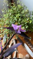 Mexikanische Dreimasterblume Tradescantia pallida Zimmerpflanze Hannover - Mitte Vorschau