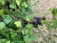 Schwarze Johannisbeeren Biogarten zum selber pflücken Niedersachsen - Lamstedt Vorschau