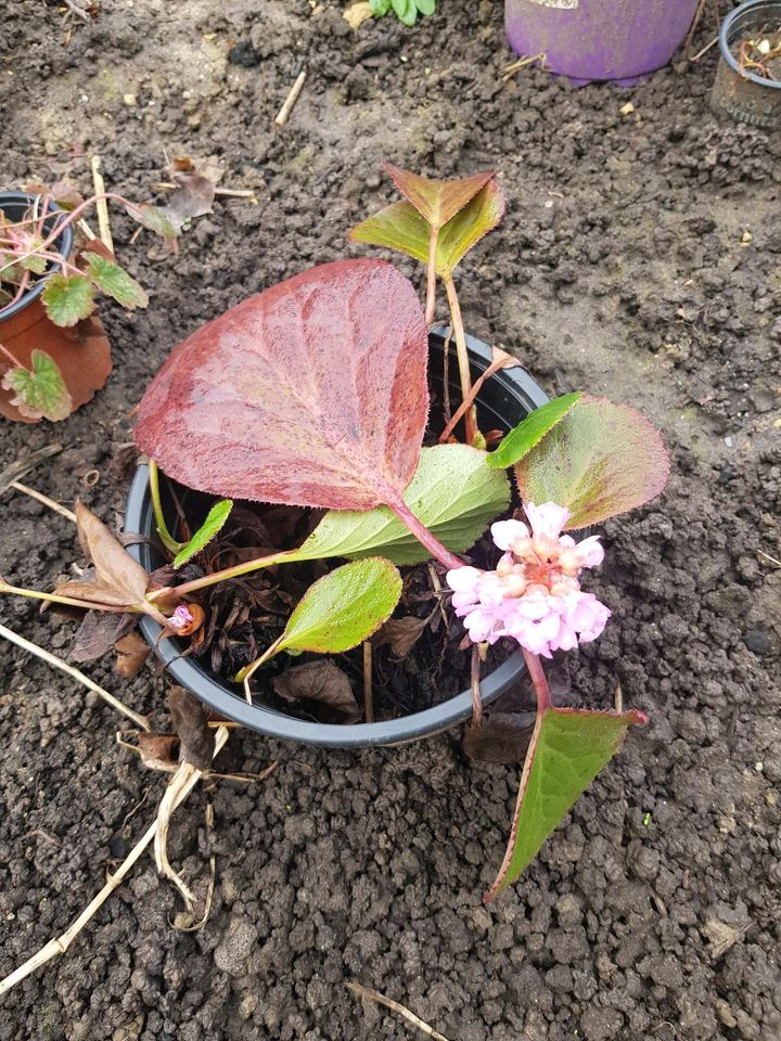 Bergenien, Staude in Ober-Olm