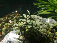 Verschiedene Bucephalandra Ableger Nordrhein-Westfalen - Tecklenburg Vorschau