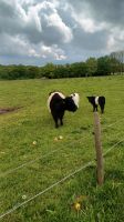 Verkaufe eine galloway kuh mit kälber Schleswig-Holstein - Holstenniendorf Vorschau