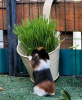 Meerschweinchen Urlaubsbetreuung Hase Kaninchen Betreuung Bayern - Friedberg Vorschau