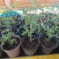 Verschiedene Sorten von Tomatenpflanzen Bayern - Markt Rettenbach Vorschau