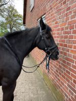 4 Zaumzeuge Pony Cob Pferd Warmblut Vollblut Niedersachsen - Winsen (Aller) Vorschau