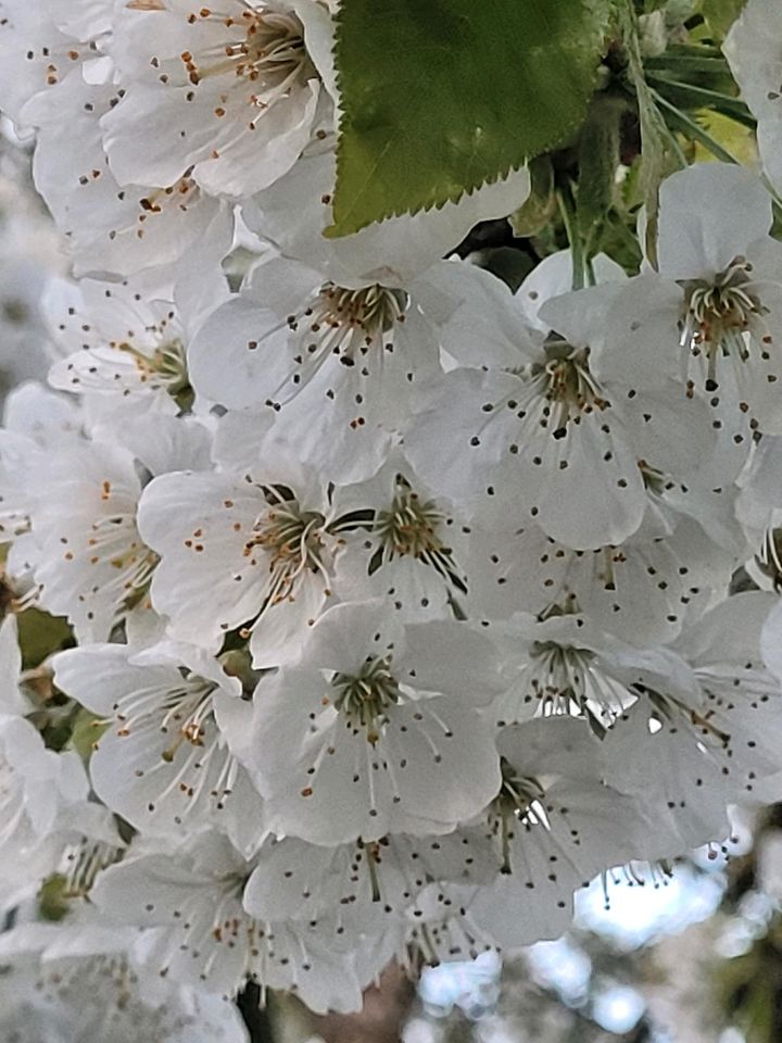 Bienen, Bienenableger, Bienenvolk in Emmerting