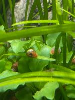 Pinke Posthornschnecke Brandenburg - Wittenberge Vorschau