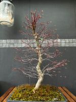 Bonsai Fächerahorn (Acer palmatum) Yamamomiji Japan Import Saarbrücken-West - Klarenthal Vorschau