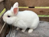 Zwergkaninchen  Böckchen Niedersachsen - Moisburg Vorschau