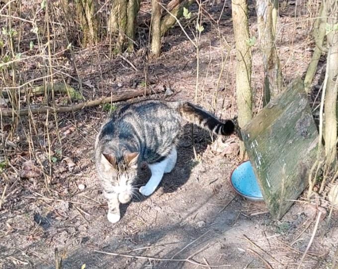 Katzenfutter für Streuner in Goldberg