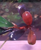 ❗⭐ Blue Safir ⭐❗❎ Rare  Bucephalandra Aquarium Garnelen Freiburg im Breisgau - March Vorschau