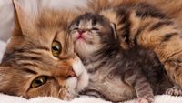 Pflegestelle für begrenzte Zeit für Mamakatze und Kitten gesucht Bayern - Griesstätt Vorschau