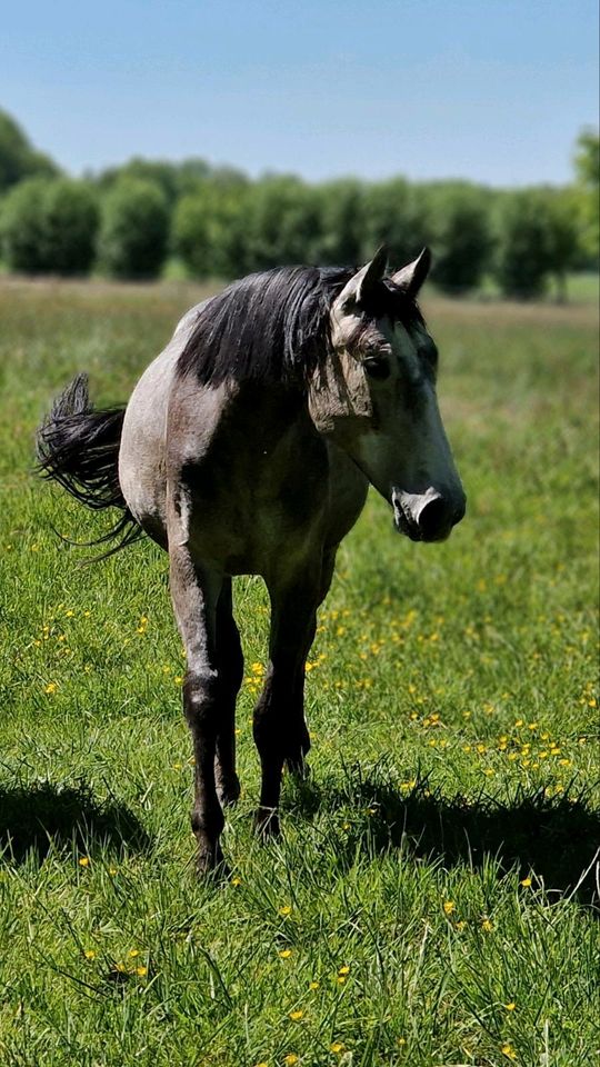 2jährige Stute von Jasper x Calando V in Schnega