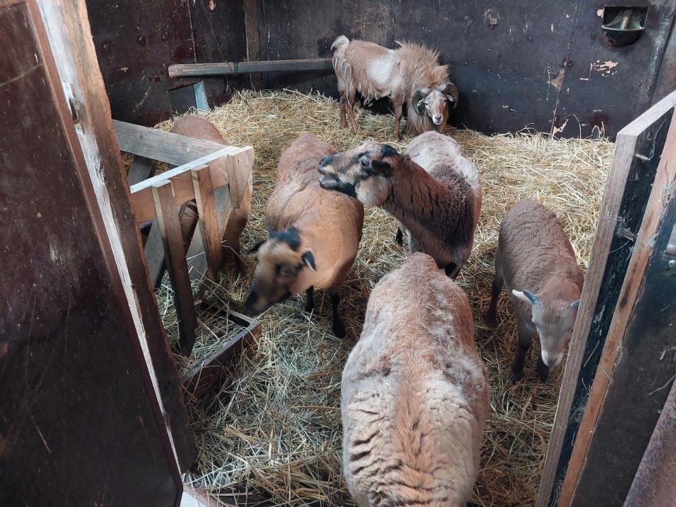 Kammerun Schafherde Schaf Bock in Stelle