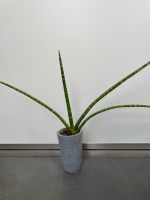 Bogenhanf SANSEVIERIA im Beton Becher Topf Pflanze Übertopf Stuttgart - Plieningen Vorschau